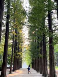 Nami island is a gem of natural beauty .