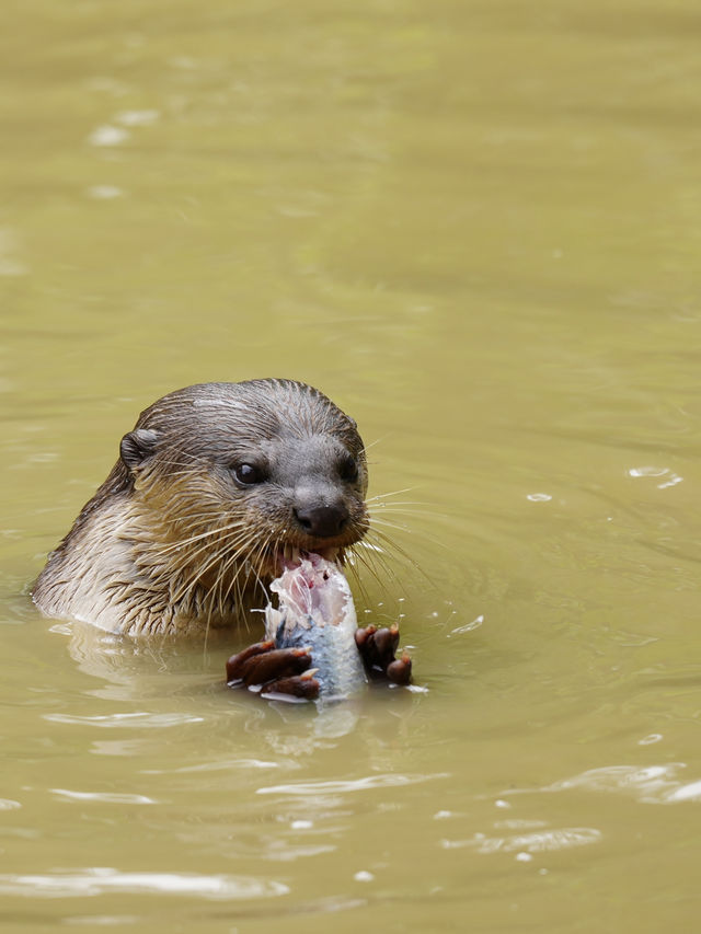 珍しい動物がたくさん！【ロッカウィ動物園】