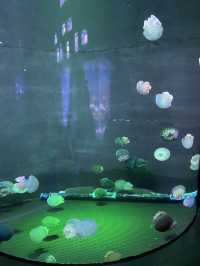🐠Bangsaen Aquarium ดูปลาที่บางแสน✨