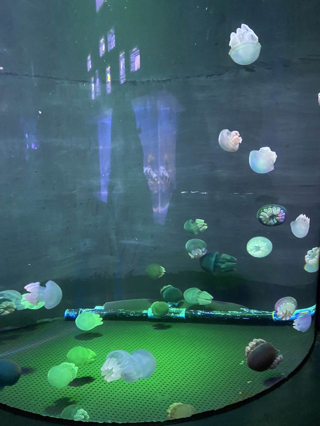 🐠Bangsaen Aquarium ดูปลาที่บางแสน✨
