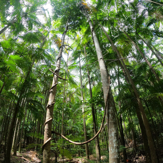 Walking through the Daintree Rainforest