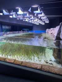 【神戸】須磨シーで海の生き物に癒されてほしい