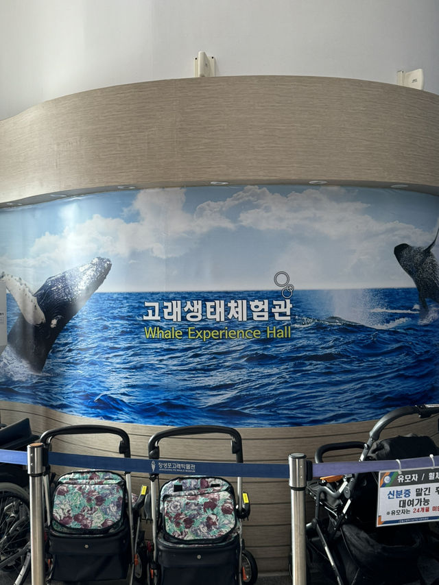 귀여운 돌고래를 볼 수 있는 고래생태체험관! 