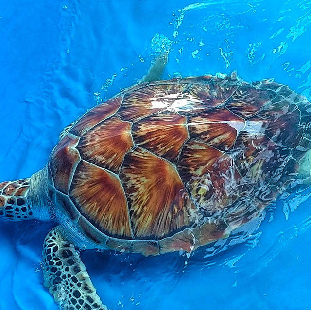 🇲🇾 Explore a World of Fish Wonders at Port Dickson