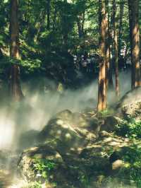 《森林》櫻桃溝：自然美景，適合喜愛植物和尋求靜謐的遊客