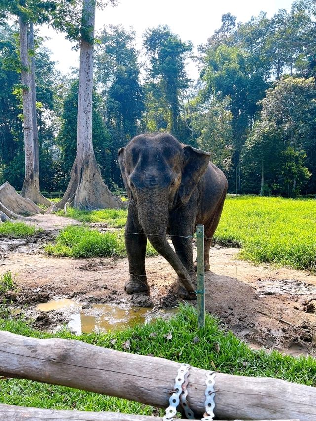 The Importance of Elephant Rescue at Elephant Sanctuary Kuala Gandah