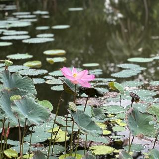Green Bliss: Taman Tasik Cyberjaya