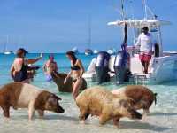 【バハマ ・エグズーマ】美しい海にブタが泳ぐビーチ🐷