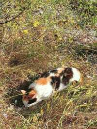 【神奈川】ねこ島🐈絶景夕陽スポットでお散歩