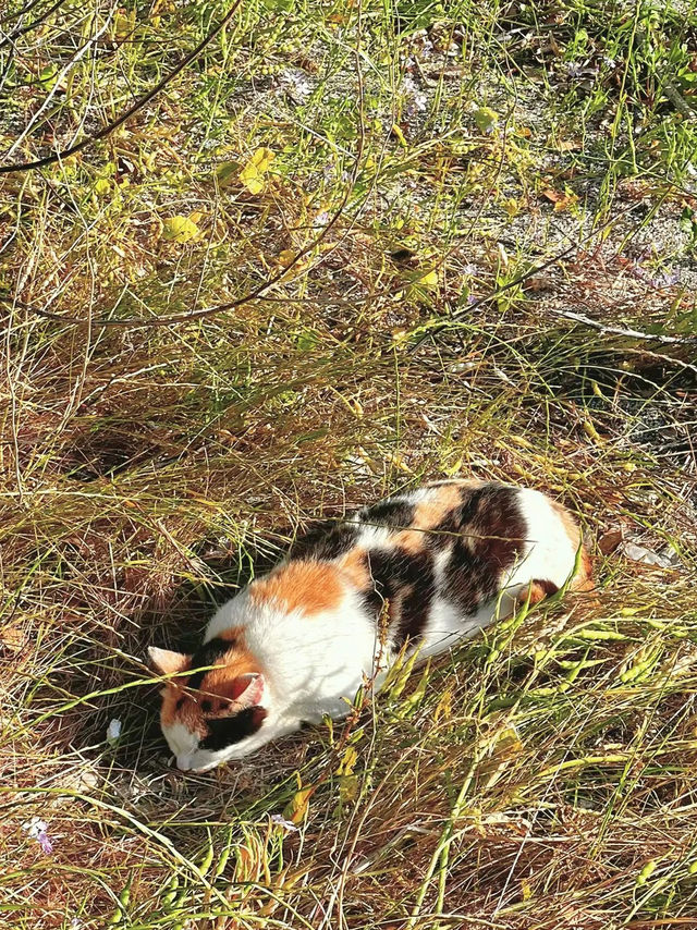 【神奈川】ねこ島🐈絶景夕陽スポットでお散歩