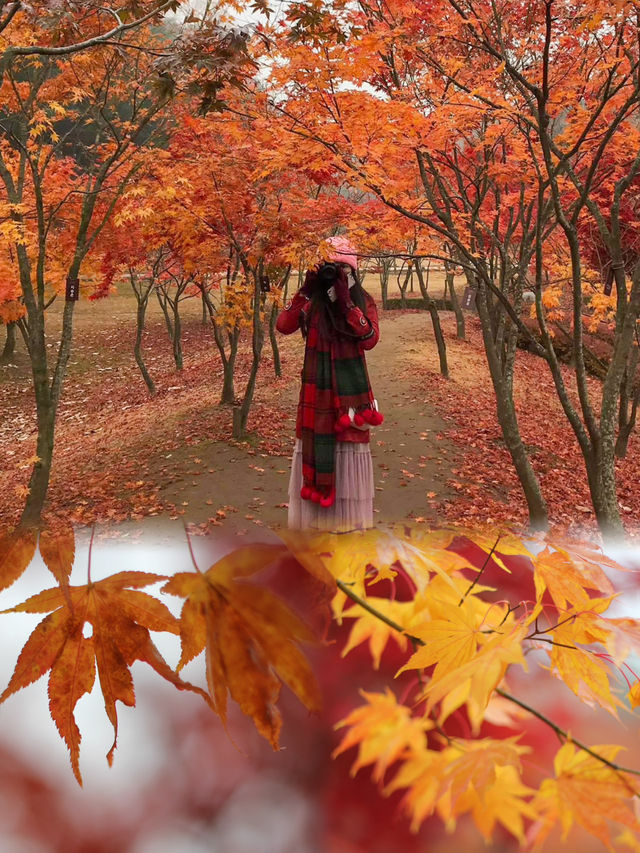 Essential Travel Checklist for an Autumn Adventure to Nami Island