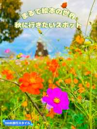 【千葉】まるで絵本の中の世界🤍かわいいコスモス畑で秋旅