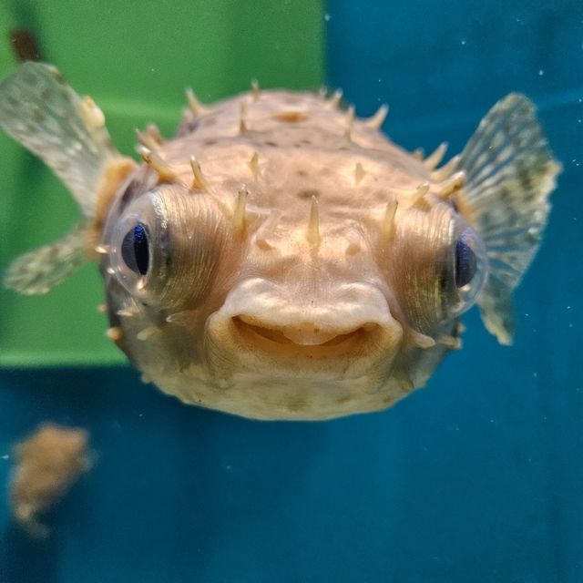 市立下關水族館-海響館