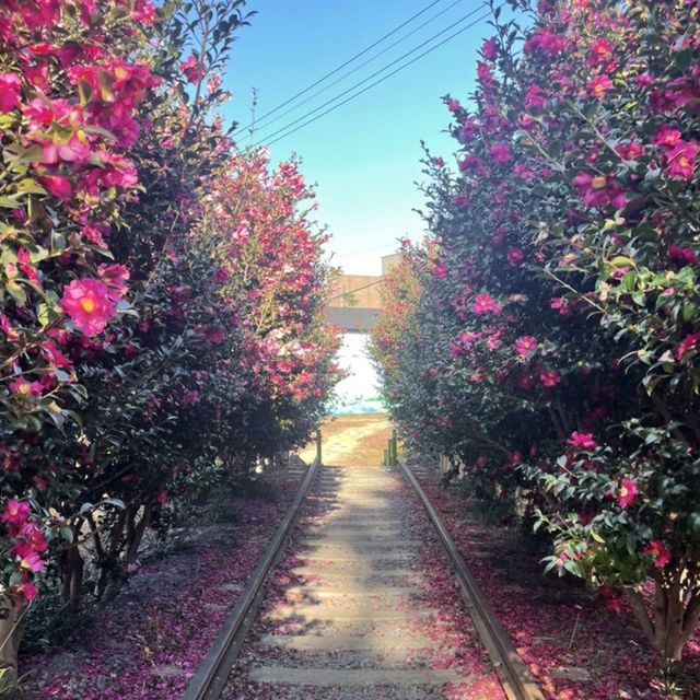 미리 준비하는 겨울 제주 동백 포토존, 허브동산 🌺