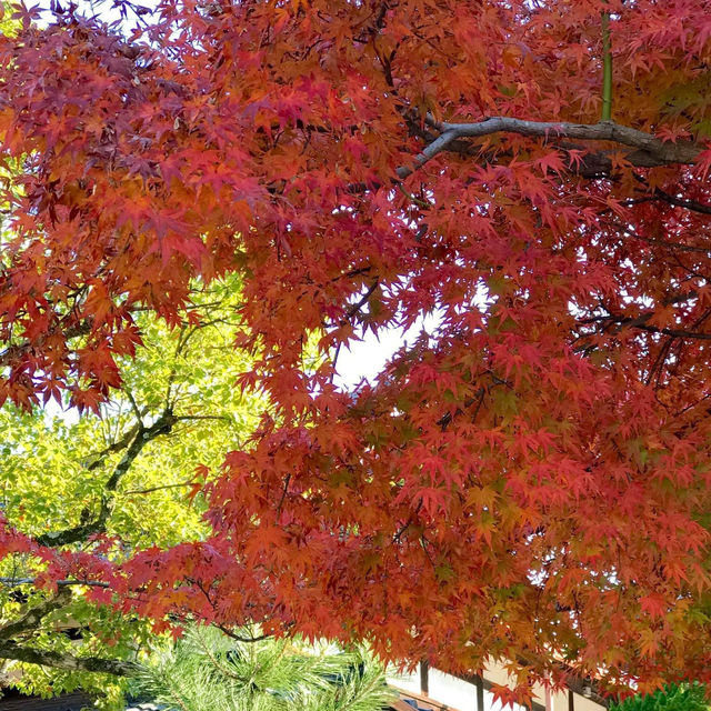 Tenrikyo Oyasatoyakata จุดถ่ายรูปใบไม้แดงญี่ปุ่น