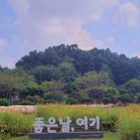 가을 꽃들이 가득한 부천자연생태공원