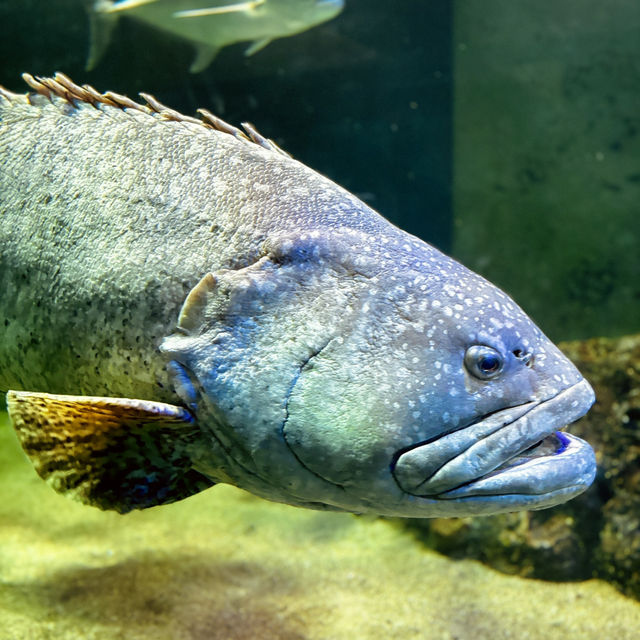 "Explore Marine Wonders at Underwater World Langkawi"