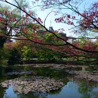 北海道大學植物園