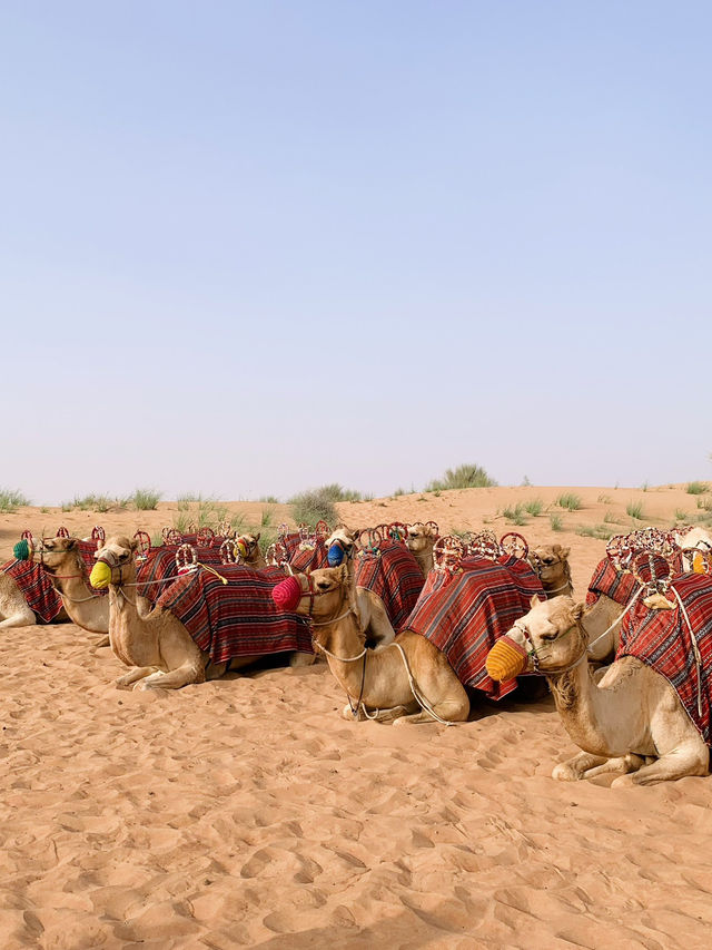 A Unique Luxury Desert Safari Experience with Platinum Heritage in Dubai