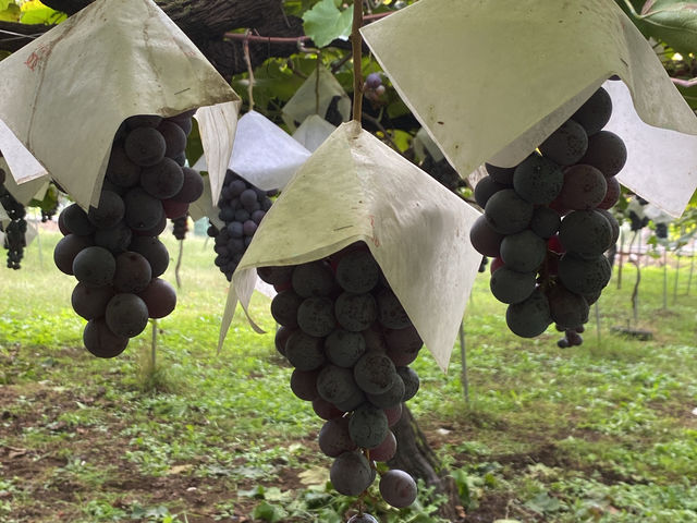 【山梨🇯🇵】ぶどう狩りバスツアー！🍇