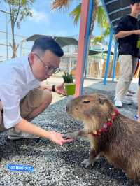 《星夢森林》：近距離與動物的互動體驗