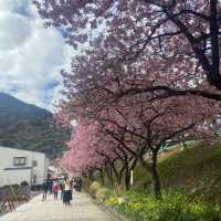 รีวิว Kawazu: สวรรค์แห่งซากุระ 🇯🇵