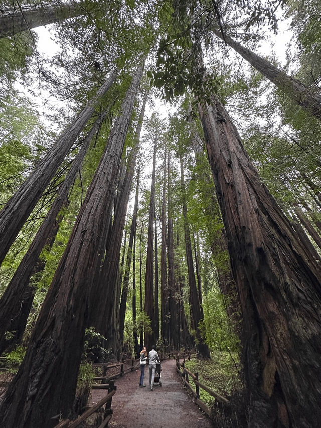 Easy way to see sequoias