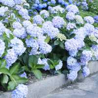 邂逅一望無際的紫陽花海 