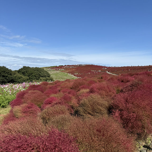 鄰近東京季節限定的好地方-茨城縣日立海濱公園