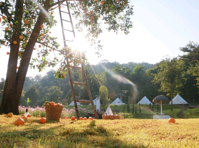 เที่ยวชมทุ่งคอสมอสที่ Margaret Private Villa 