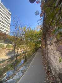 Discovering the Tranquility of Cheonggyecheon River