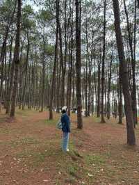 ภูหินร่องกล้า | พิษณุโลก 🏡⛰️🌲🍃