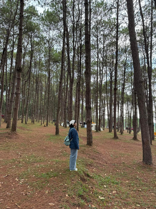 ภูหินร่องกล้า | พิษณุโลก 🏡⛰️🌲🍃