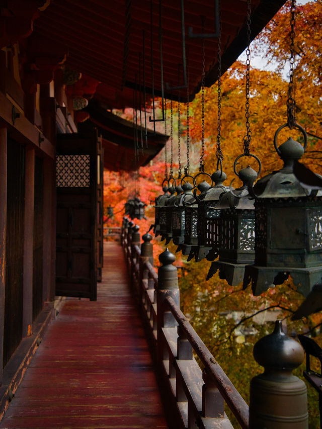 【ここ行って】飛鳥時代からの歴史が残る文化と紅葉の融合✨ここでしかできない体験情報付💡 