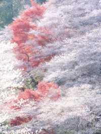 【ここ行って】秋に桜が見られる⁉️全国でも珍しい「紅葉×桜」の本場🌸🍁