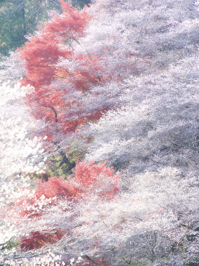 【ここ行って】秋に桜が見られる⁉️全国でも珍しい「紅葉×桜」の本場🌸🍁