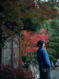 《松島》美しき紅葉を探しに🍁