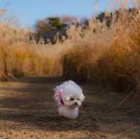 Beautiful Autumn at Hwaseong Fortress