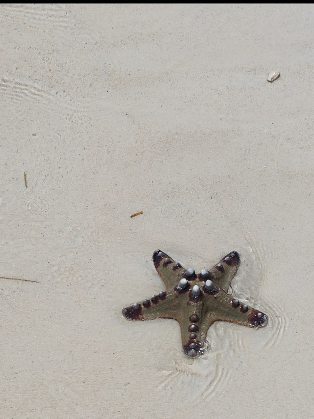 Bohol: A Tropical Paradise of Natural Wonders and Wildlife