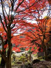 📍 【栃木】紅葉が素晴らしいお寺
