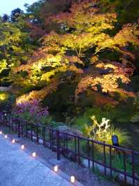 【日光東照宮】歴史と自然が織りなす絶景🇯🇵