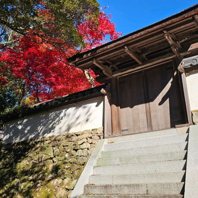 日本紅楓季秘境，漫步書寫山。