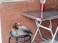 Houtong Cat Village สวรรค์ของคนรักแมว