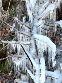 【秩父の冬の風物詩】三大氷柱   「三十槌の氷柱」天然はこちらだけ！
