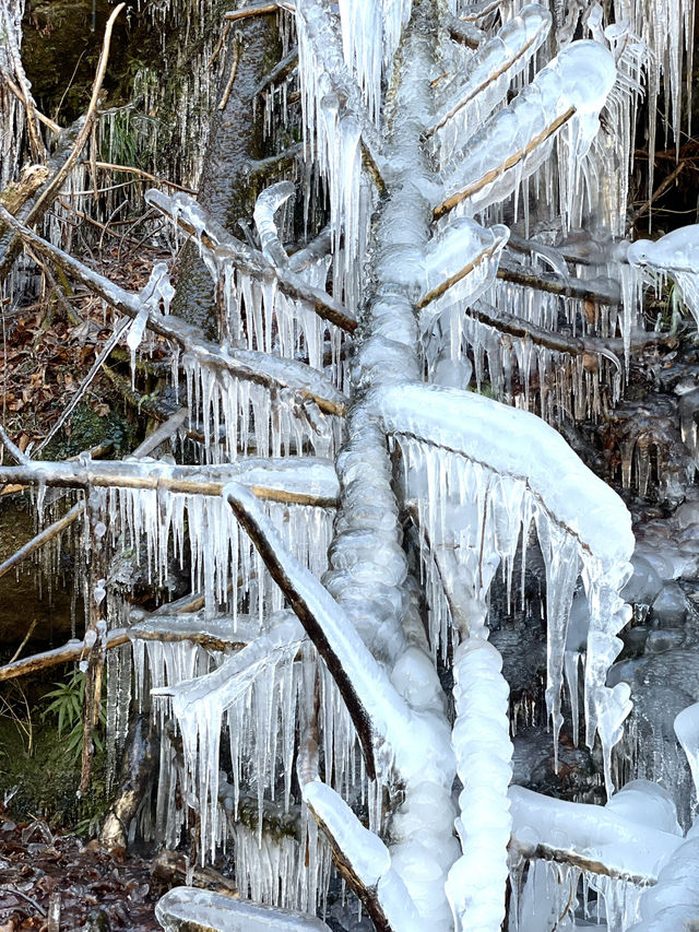 【秩父の冬の風物詩】三大氷柱   「三十槌の氷柱」天然はこちらだけ！