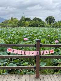 양평 가볼만한곳 세미원 연꽃축제🪷