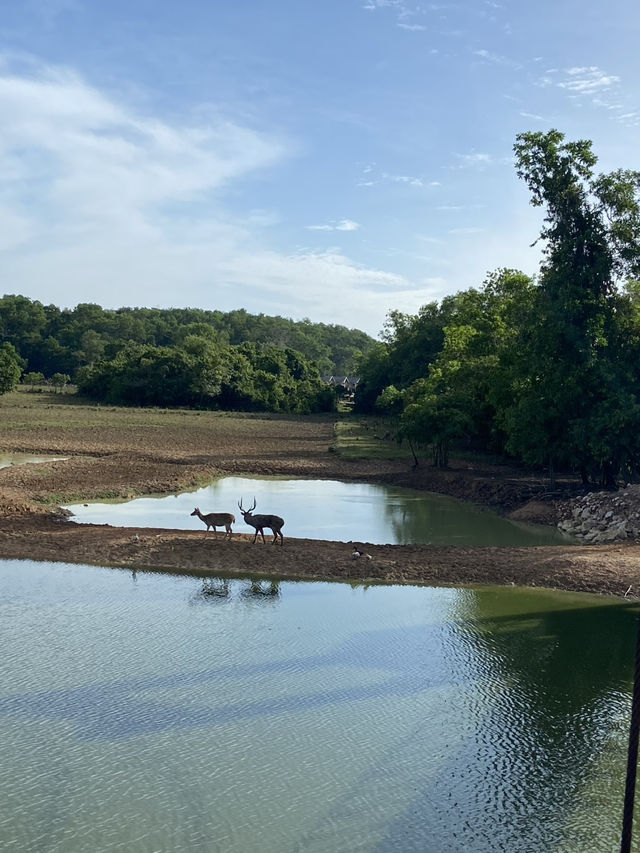 สะพานชมกวาง 🦌