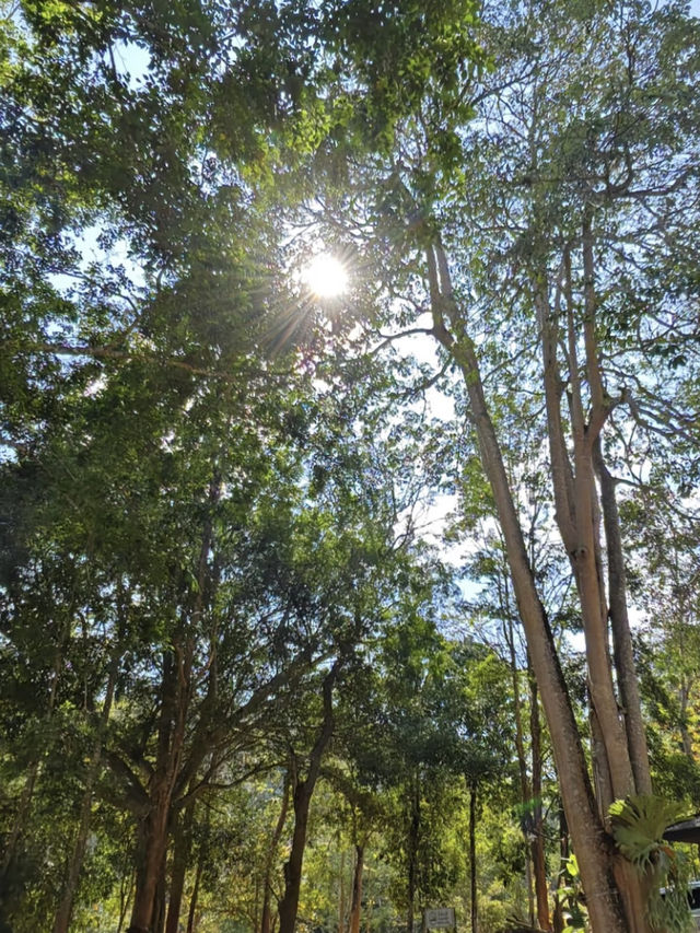 Into the Wild: Camping Adventure at Kaeng Krachan National Park 