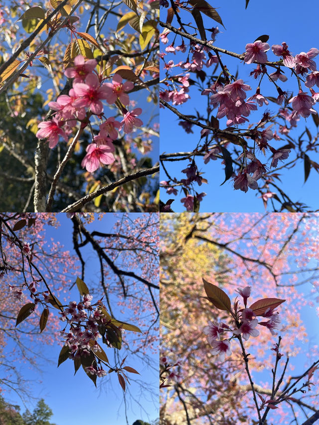 ซากุระ เมืองไทย 🌸✨
