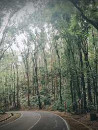 MAN MADE FOREST IN BOHOL